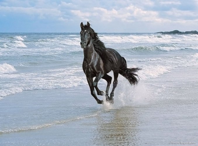 Horse riding