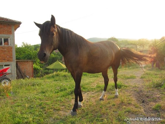Horse riding