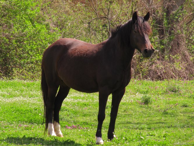 Horse riding